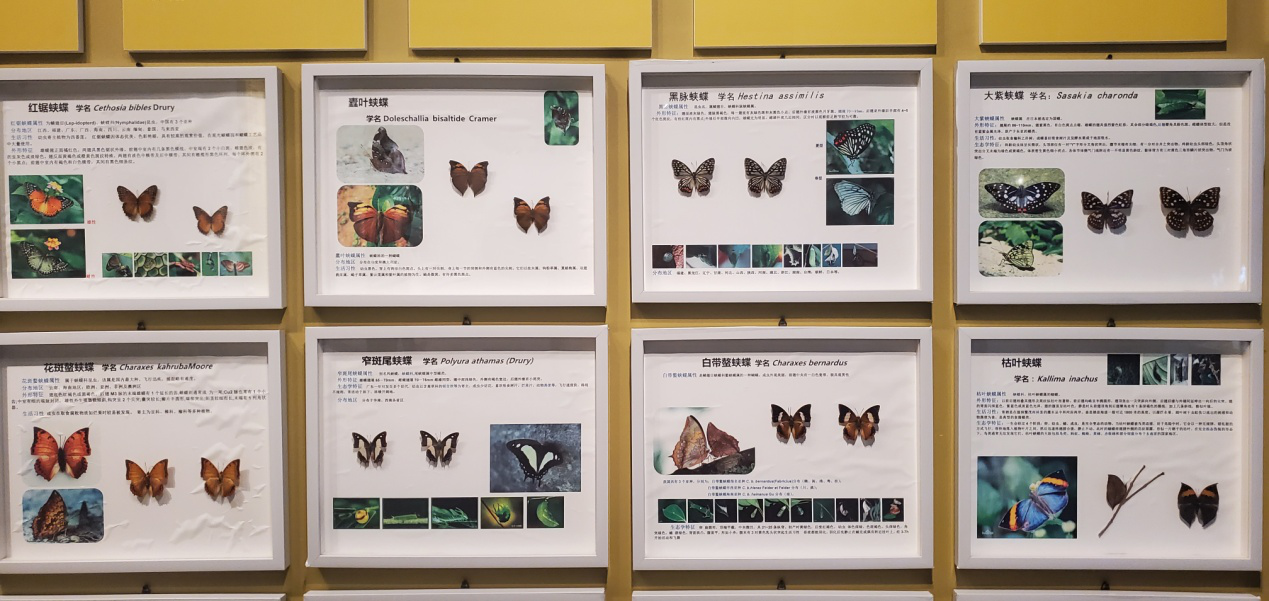 6 鳳凰臺(tái)植物公園蝴蝶展館里各種珍稀蝴蝶標(biāo)本展示.png